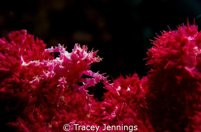 Christmas candy .. by Tracey Jennings 
