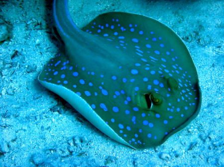 Blue Spotted Stingray taken at Stingray Station with a Ca... by Michael Moore 