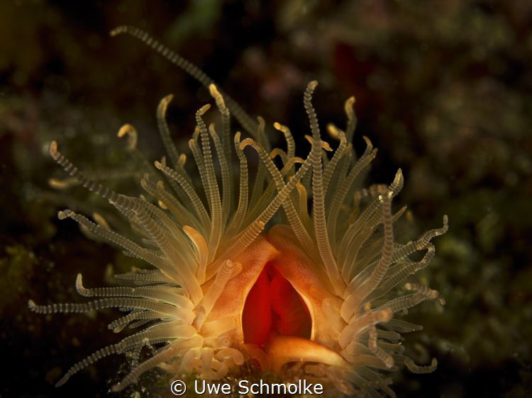 Flame shell by Uwe Schmolke 