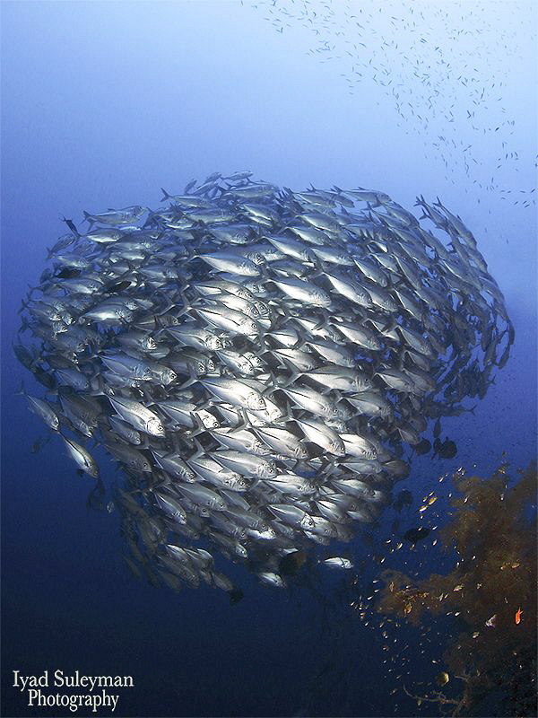 Schooling Jack Fish by Iyad Suleyman 