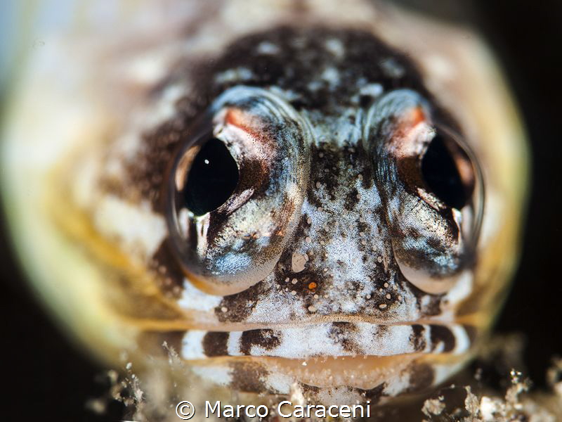 Face to face by Marco Caraceni 