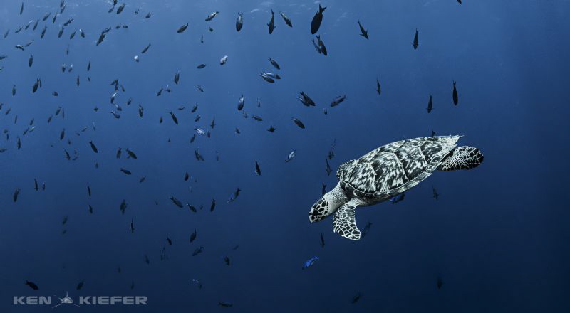 Hawksbill Turtle in Cozumel by Ken Kiefer 