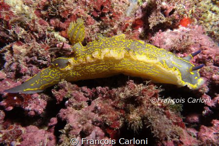 Nudibranchia Doris Géant by François Carloni 