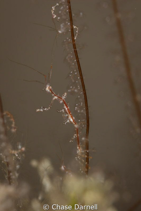 "Skin and Bones"
A Skeleton Shrimp perched on its hydroid. by Chase Darnell 