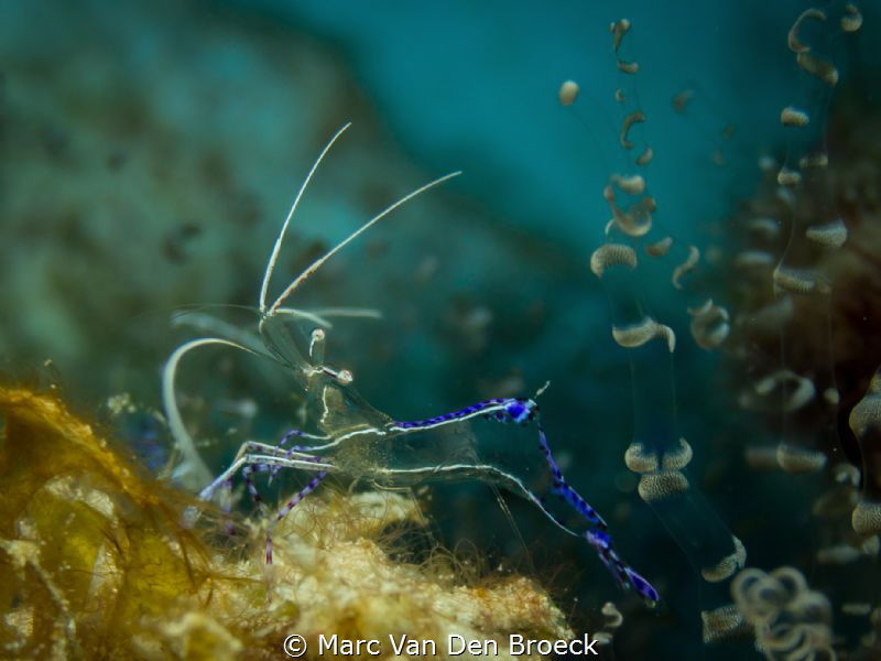 look through lobster by Marc Van Den Broeck 