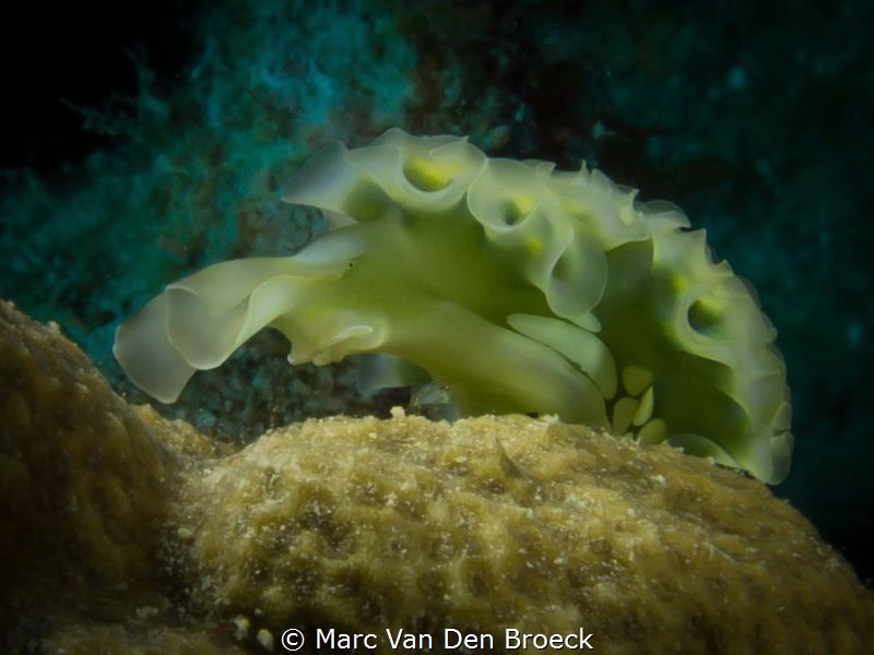cauliflower by Marc Van Den Broeck 