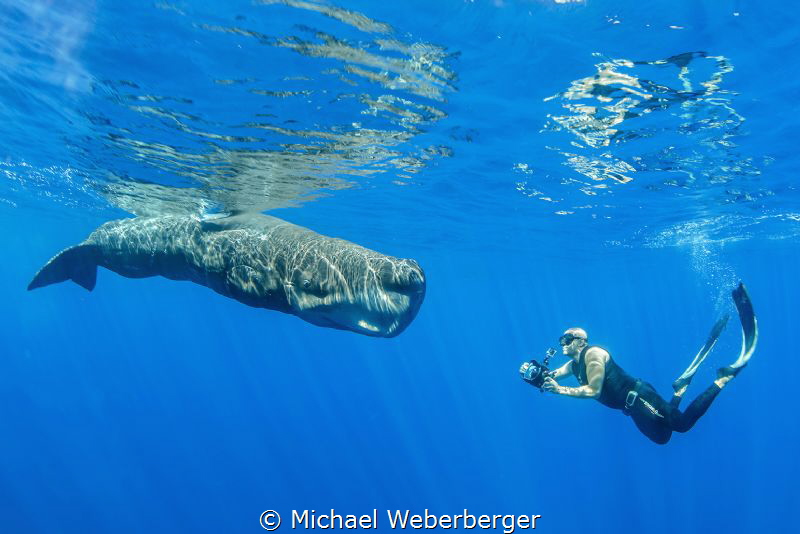These images where made in respect to the animals and wit... by Michael Weberberger 