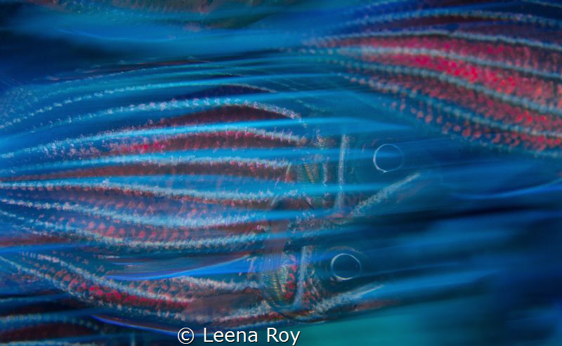 Whoosh! by Leena Roy 