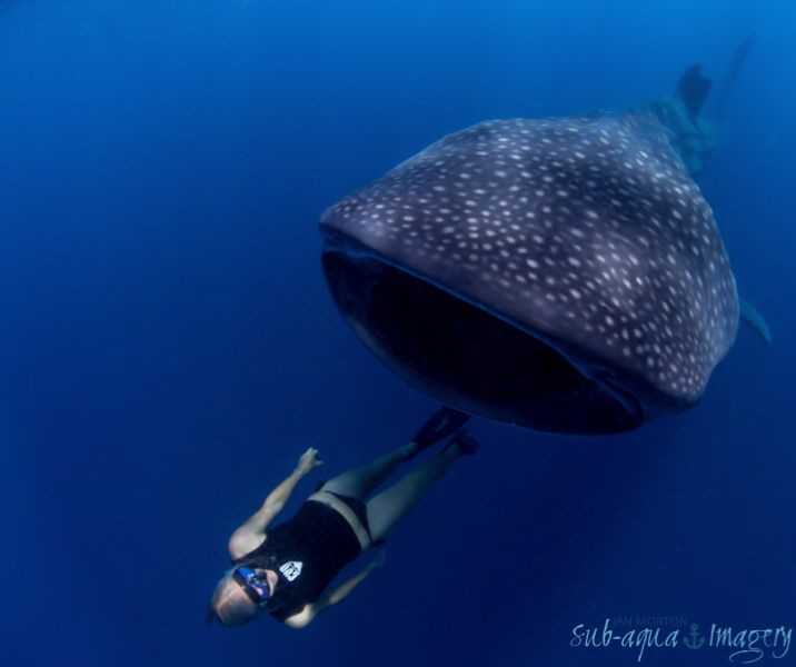 Free Diver with Whale Shark - Diver Liz Parkinson interac... by Jan Morton 