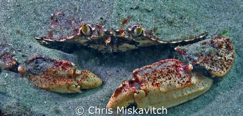 Trying to hide by Chris Miskavitch 