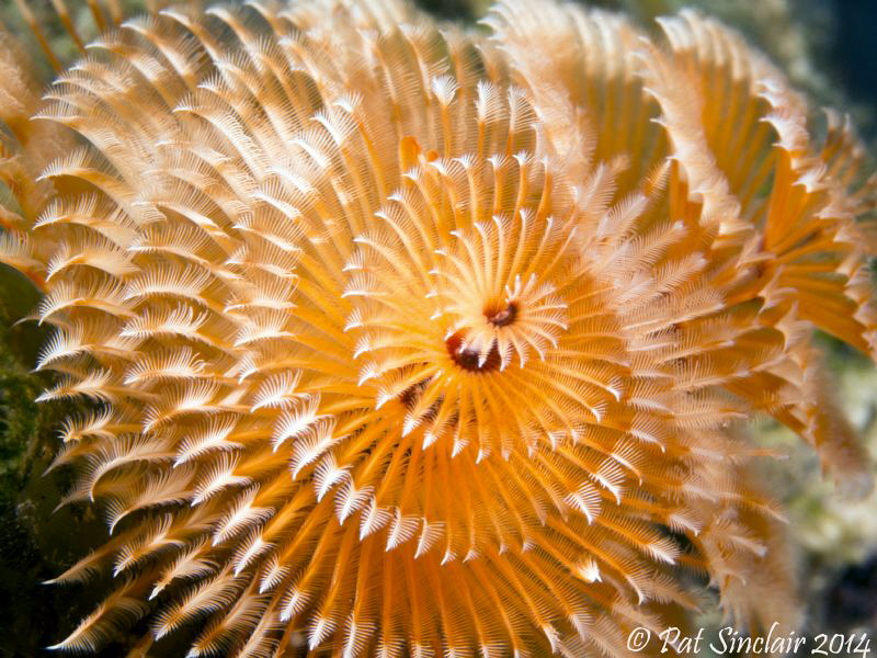 Spirals - the basic form of life.  This is un-cropped. by Patricia Sinclair 