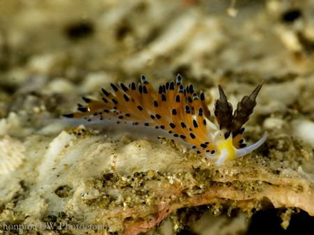 Nudibranch - Favorinus tsuruganus by Hon Ping Kong 