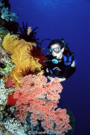 Diver Gorgonian Fan and Soft Coral by Shane Batham 