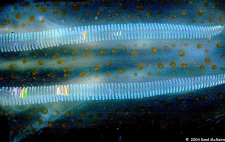 Underwater Spaceship. From Barkley Sound, B.C. Canada. Di... by Rand Mcmeins 