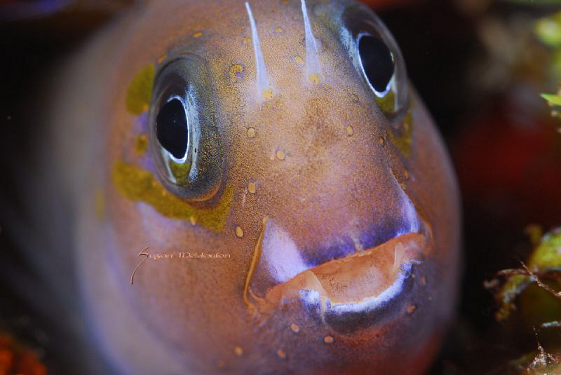 Fang Blenny by Suzan Meldonian 