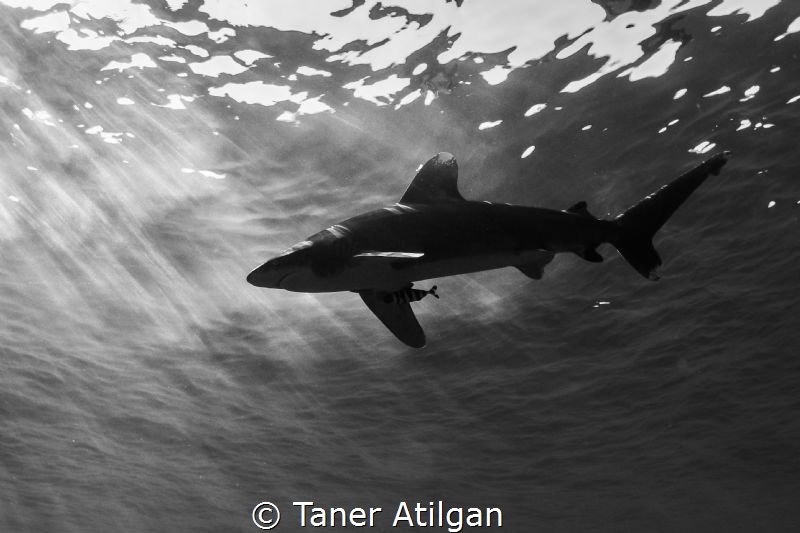 Sunbathing (: by Taner Atilgan 