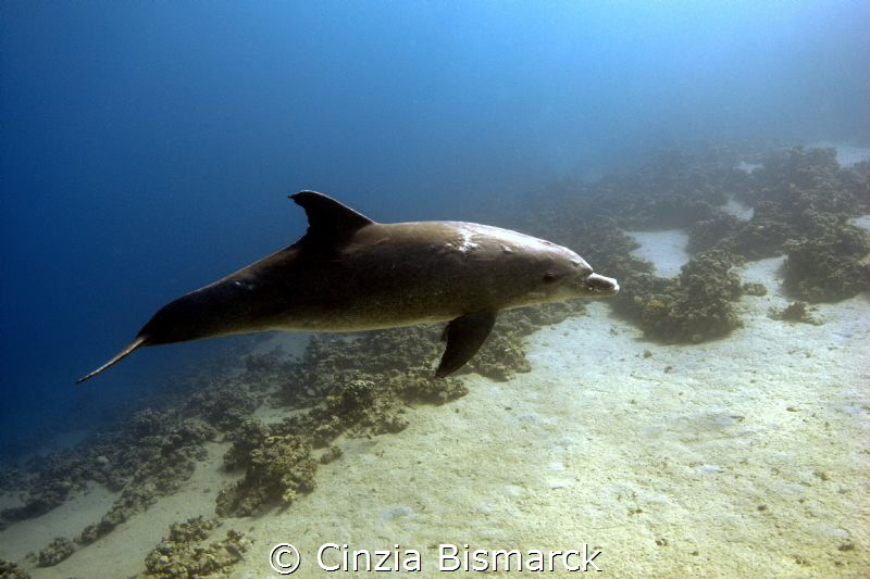 Bottlenose dolphin@Marsa Bareika Ras Mohammed National Pa... by Cinzia Bismarck 