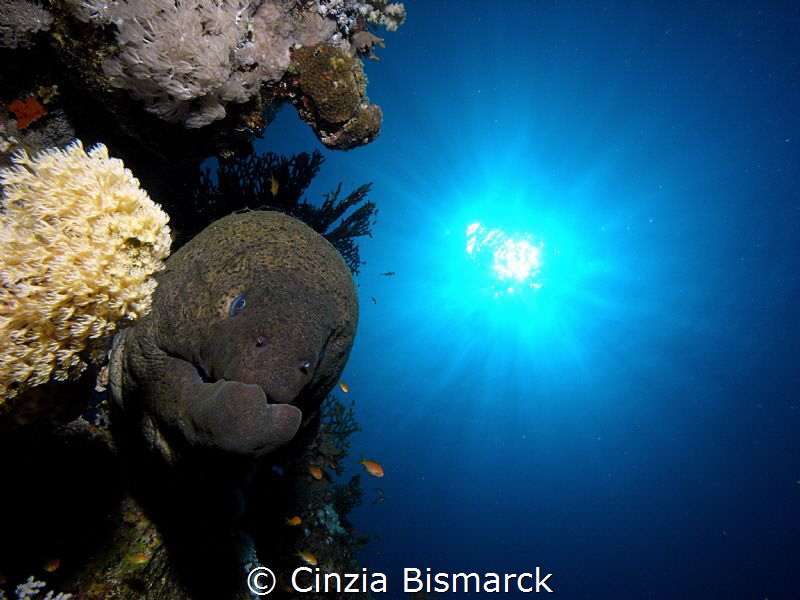Giant morey @Ras Katy- Sharm El Sheikh- Egypt
Gymnothora... by Cinzia Bismarck 