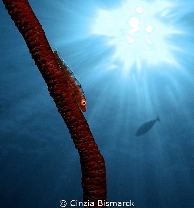 Tiny common ghostgoby on a whip coral@Thomas Reef-Straigh... by Cinzia Bismarck 