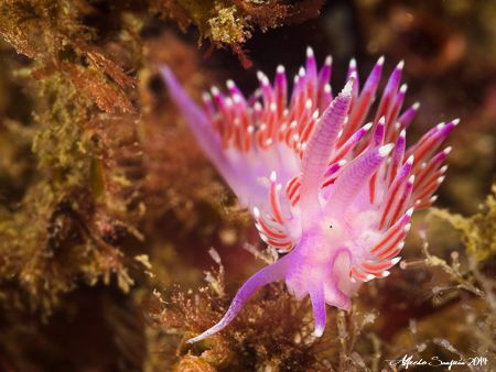 Flabellina affinis. Taken with Olympus OMD-EM5, Olympus M... by Alfredo Sanjuán 