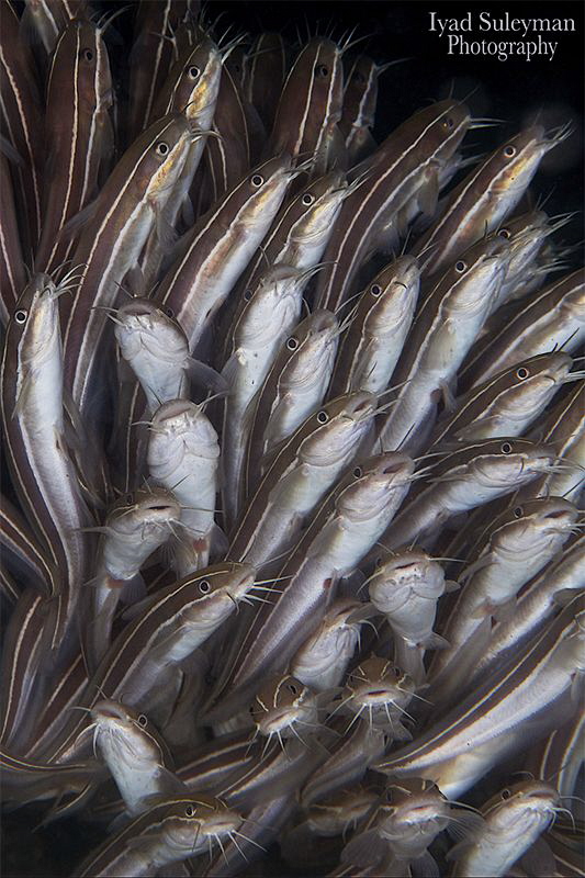 Striped Eel Catfish by Iyad Suleyman 
