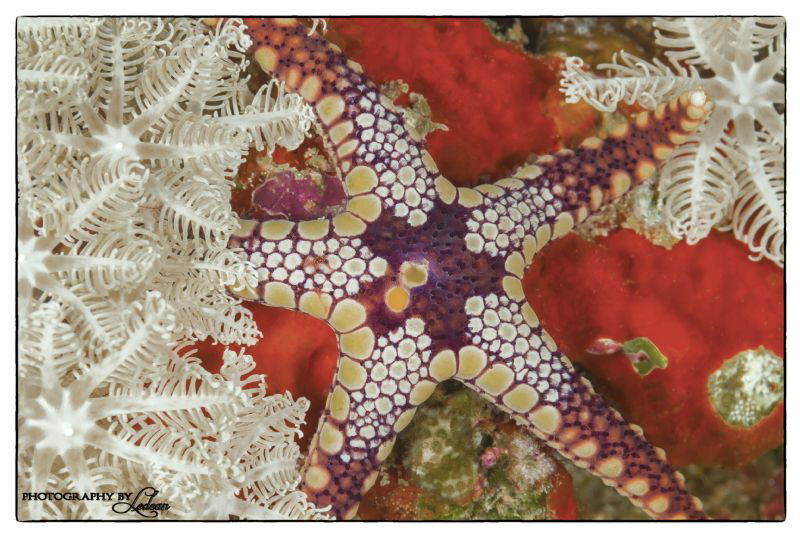Merry Xmas underwater style!
1/125 sec;   f/18;   ISO 20... by Ledean Paden 