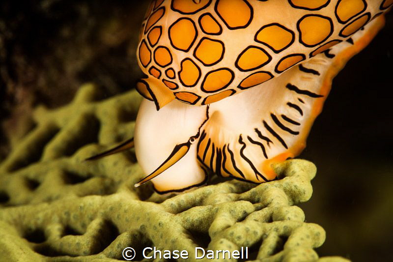 "Snack Time"
Feeding Flamingo Tongue by Chase Darnell 