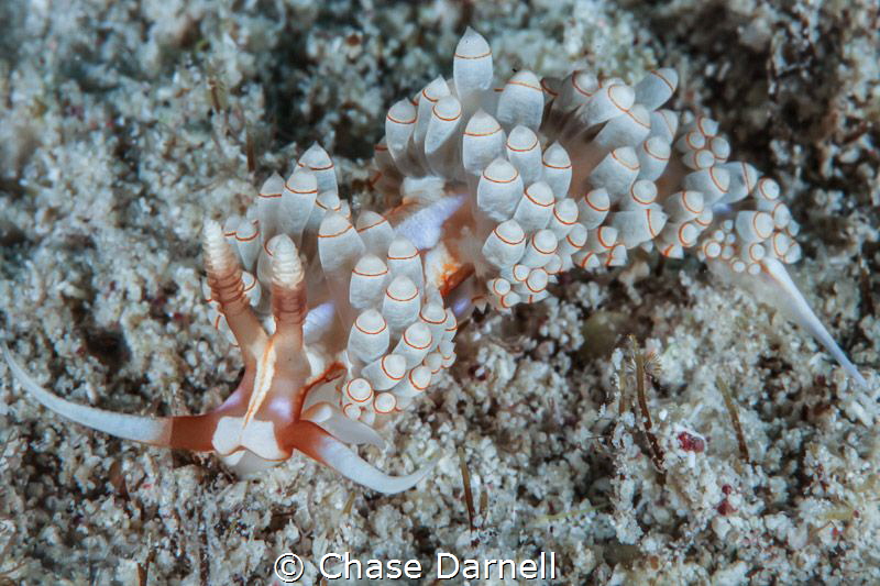 "Bowling Around" 
Bowling Pin Nudi at Macabuca, Grand Ca... by Chase Darnell 