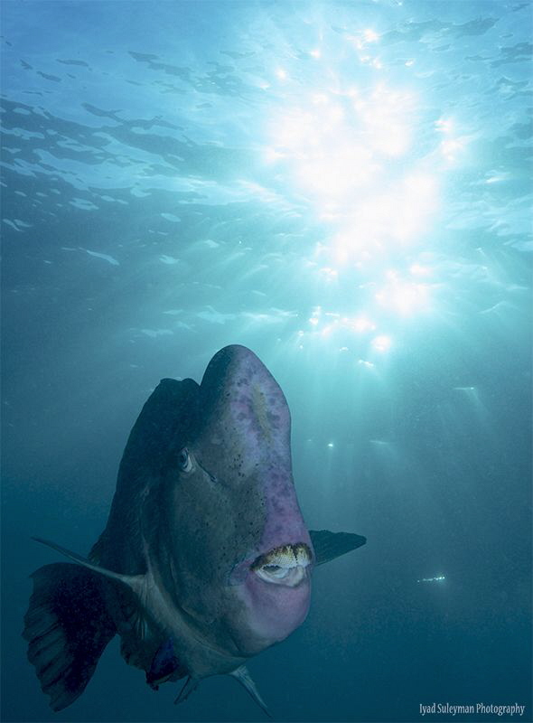 Bumphead Parrotfish by Iyad Suleyman 