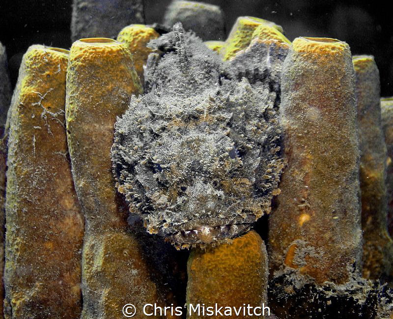 Scorpion Fish hiding in soft coral by Chris Miskavitch 