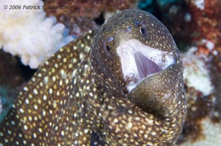 A gullet shot. by Patrick Reardon 