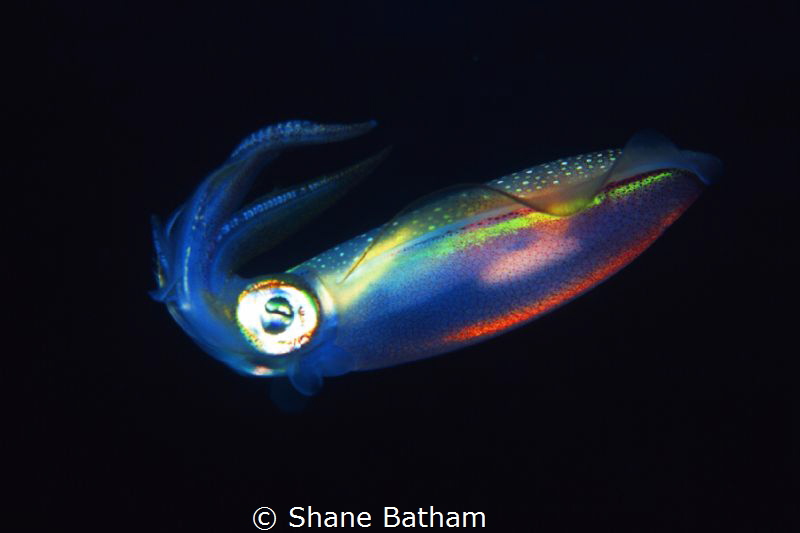 night dive by Shane Batham 