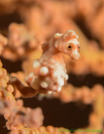 Bargibanti Pigmy Seahorse by Gabriel De Leon Jr 