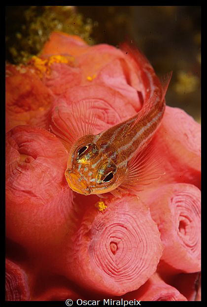 goby by Oscar Miralpeix 