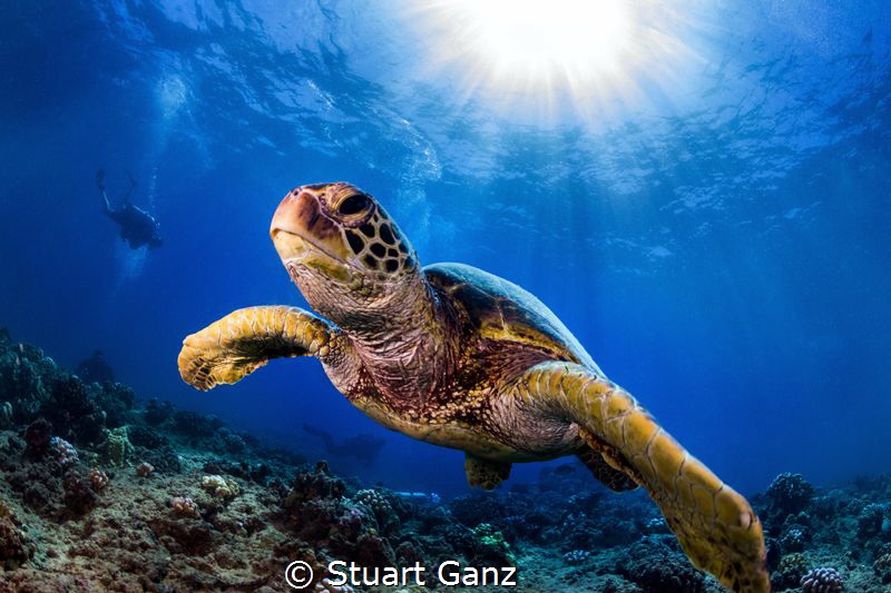 Honu sunburst by Stuart Ganz 