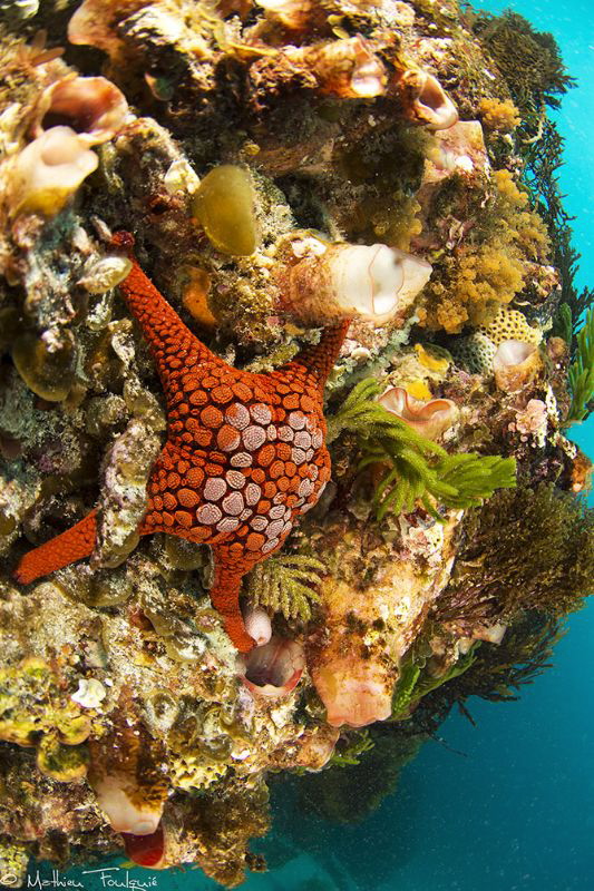 Nectria ocellata (western river cove, Kangaroo island) by Mathieu Foulquié 