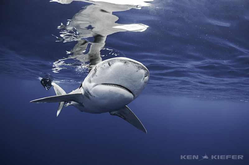 OWT by Ken Kiefer 
