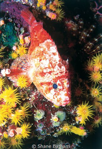 Pygmy Scorpion Fish, night dive by Shane Batham 