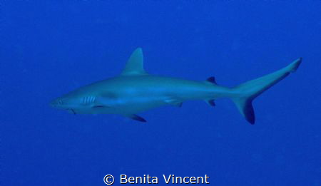 The hook remains, but this lovely shark lives by Benita Vincent 