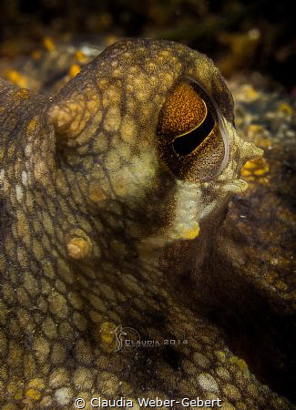 who's watching me now..........
Octopus close up - Franc... by Claudia Weber-Gebert 