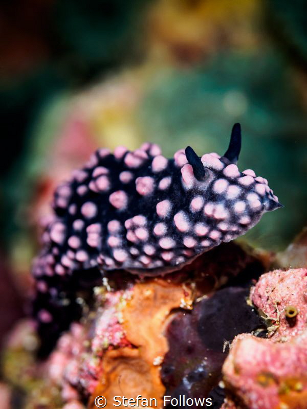 Common as Muck. Varicose Wart Slug - Phyllidiella nigra. ... by Stefan Follows 
