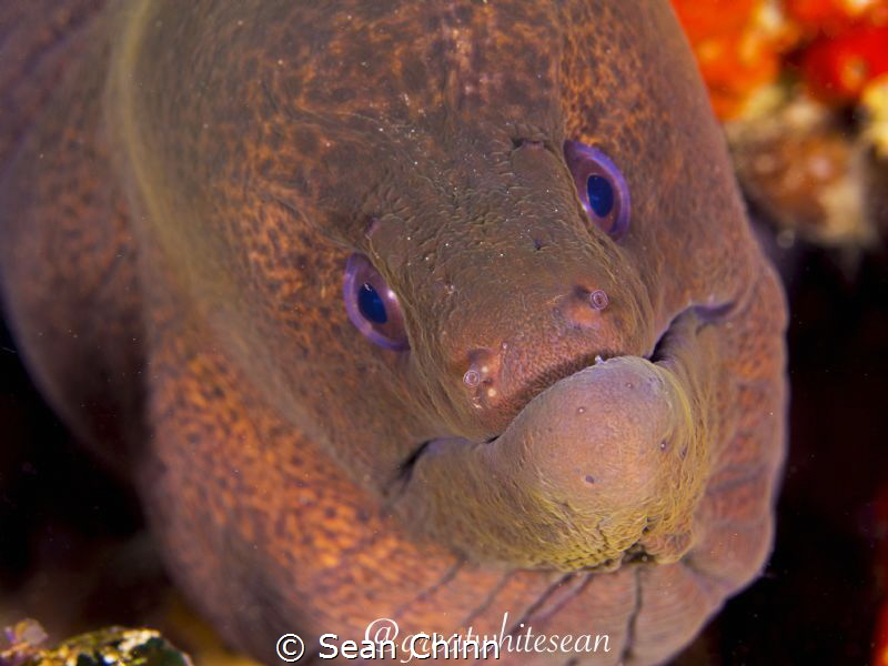 Grandad Moray. by Sean Chinn 
