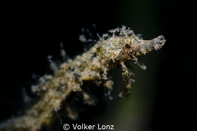 Pygmy Pipehorse by Volker Lonz 