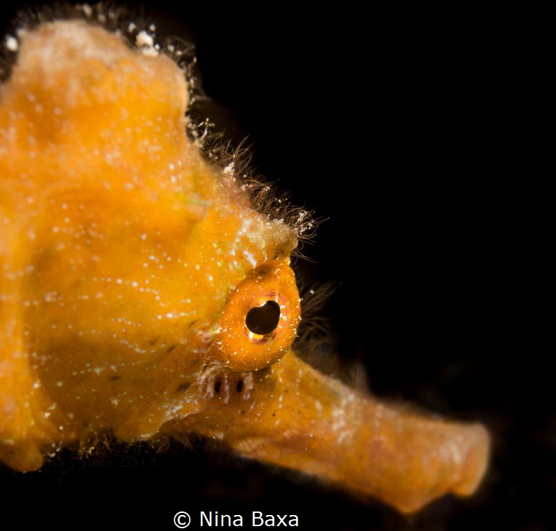 Innocence. by Nina Baxa 