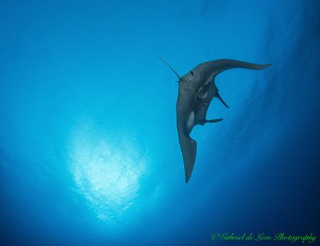 Manta swims into the sun in the Red sea by Gabriel De Leon Jr 