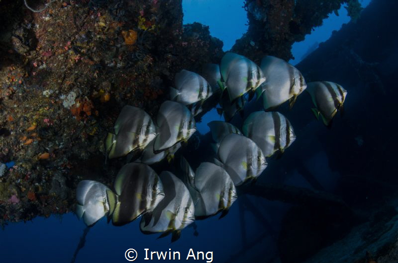 O R G A N I Z E
Orbicular batfish (Platax orbicularis)
... by Irwin Ang 