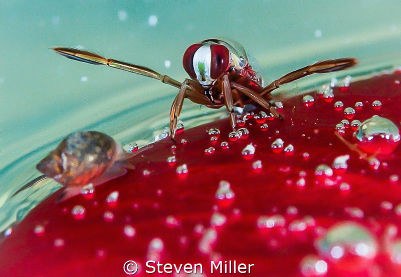 Surface Tension.. An Oarsman prepares to clobber a snail ... by Steven Miller 