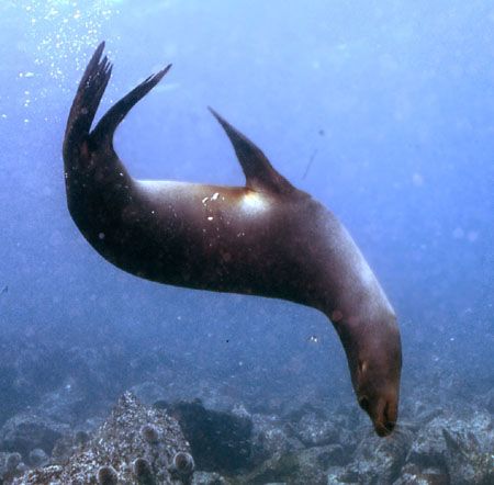 Seal having a blast in the Galapagos. by David Spiel 