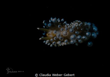 free falling - impression II
free floating nudi - Janolu... by Claudia Weber-Gebert 