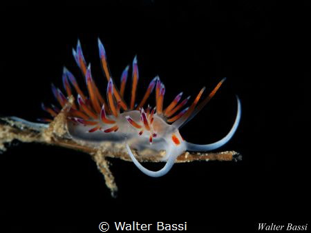"Relax" by Walter Bassi 
